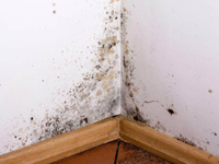 Mould or Damp Problems
